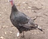 standard bronze turkey