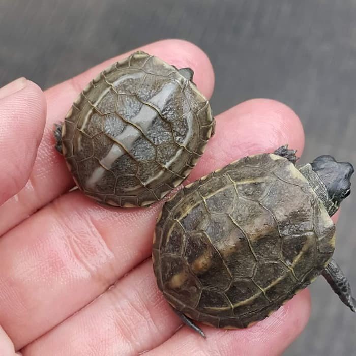 Turtles for sale - Reptiles Store near me