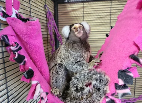 Godiva - Female Marmoset Monkey | Florida Reptiles Blog
