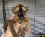 Lemur for Sale