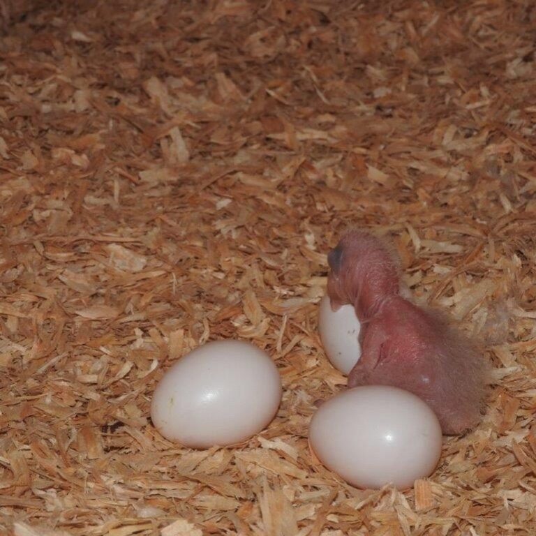 Amazon Parrot Eggs Available - Florida Reptiles