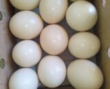 Ostrich Eggs for sale