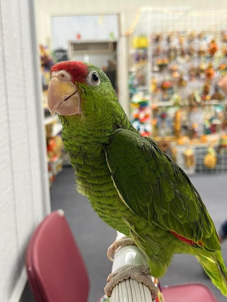 Mexican Red Headed Amazon - Parrots For Sale 