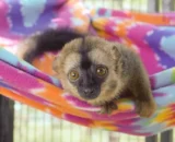 Brown Lemur Male