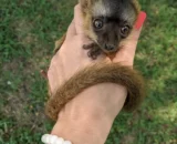 Brown Lemur Male Baby