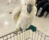 Sulphur crested Cockatoo for sale