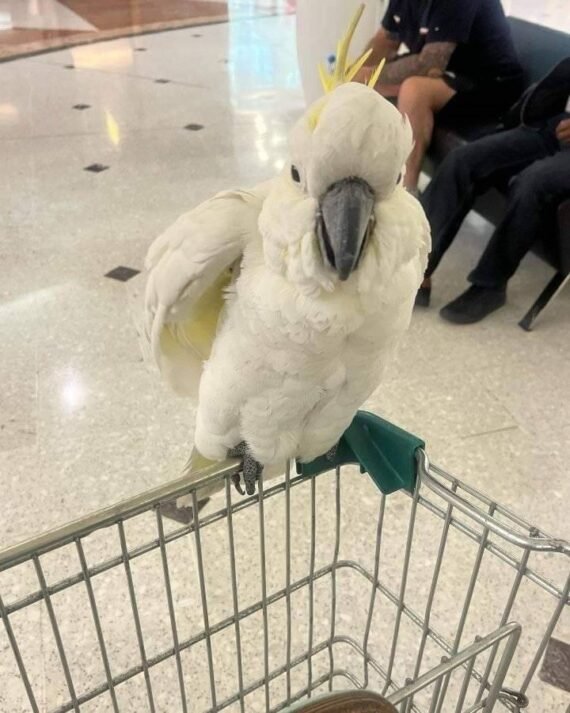 Sulphur crested Cockatoo for sale