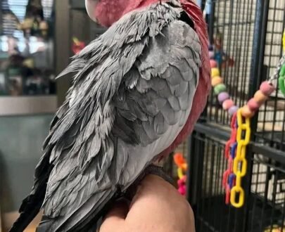 Rose Breasted Cockatoo