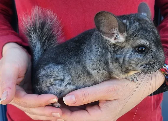 Female Baby Chinchilla for Sale - Find Adorable Pets in Florida Reptiles