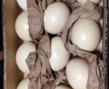 Amazon Parrot Eggs