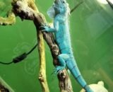 Miami Blue Iguana