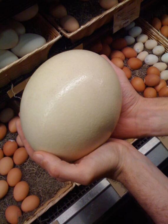 Ostrich Eggs For Sale