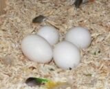 Caique Parrot Egg