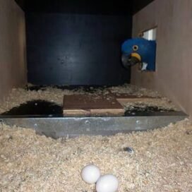 All Species Of Macaws Parrot Eggs - Florida Reptiles