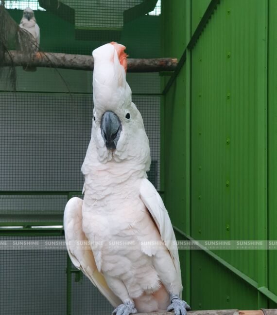 moluccan cockatoo for sale