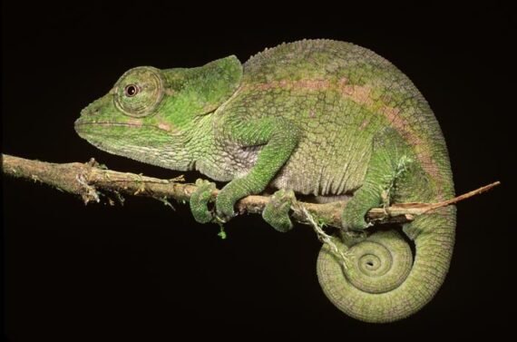 short horned chameleon L