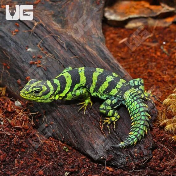 ug green thornytail iguana 2