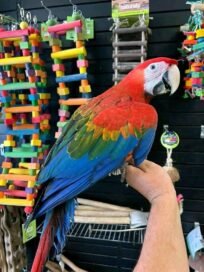 Parrots for sale | Jersey City NJ