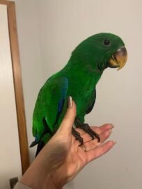 Pet birds and parrots for sale