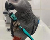 African Grey Parrots for sale | Official Page
