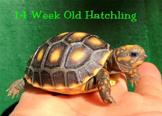 Red Footed Tortoises for sale