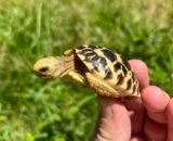 Burmese Star Tortoise For Sale