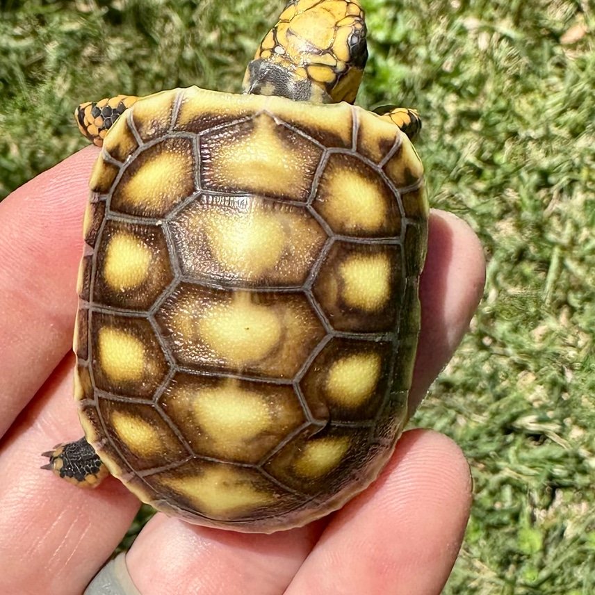 Discover The Stunning Colors Of 100% Het Red Foot Tortoise At Florida 