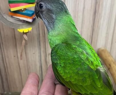 Senegal Parrot for sale