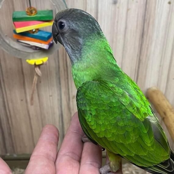 Senegal Parrot for sale