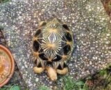 radiated tortoise for sale