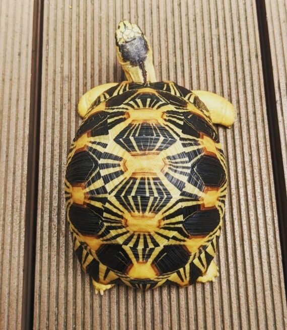 radiated tortoise for sale