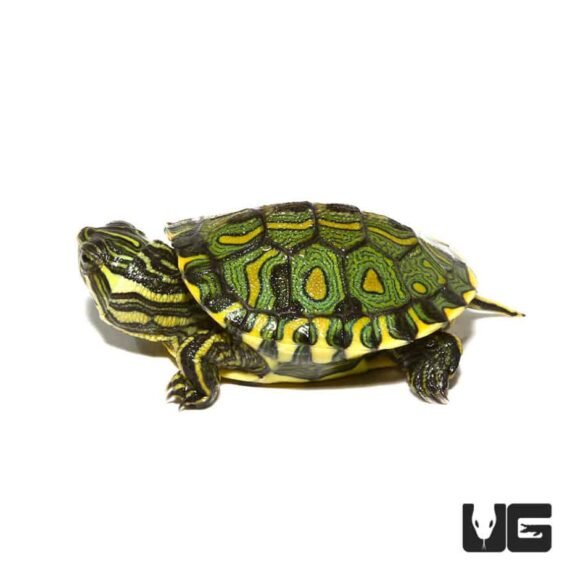 baby brazilian dorbignys slider turtle 1 990x990 1