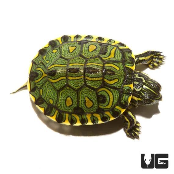baby brazilian dorbignys slider turtle 3 990x990 1