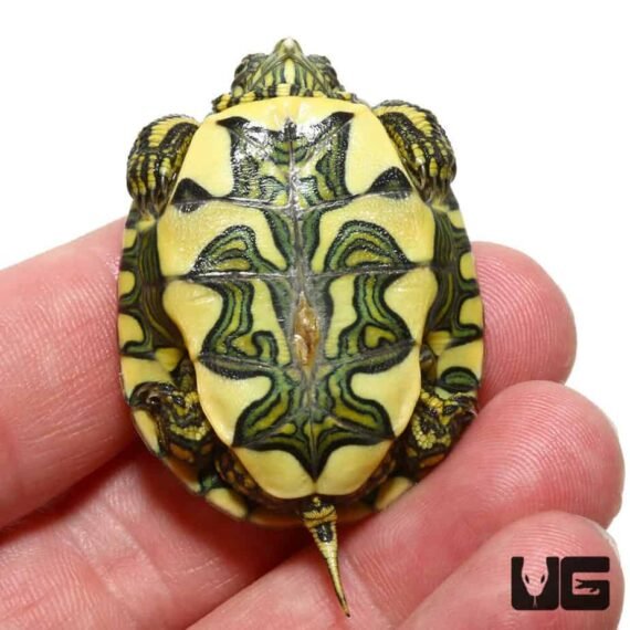 baby brazilian dorbignys slider turtle 4 990x990 1