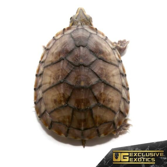 ee baby pastel musk turtle 2