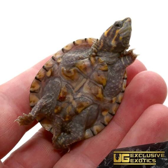 ee baby pastel musk turtle 3