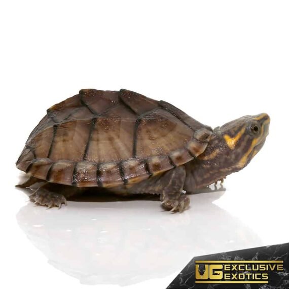 ee baby pastel musk turtle 4