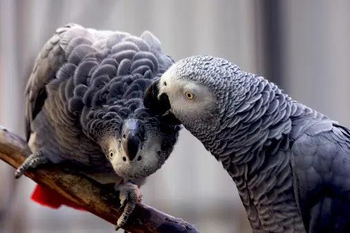 how much does an African grey Parrot cost