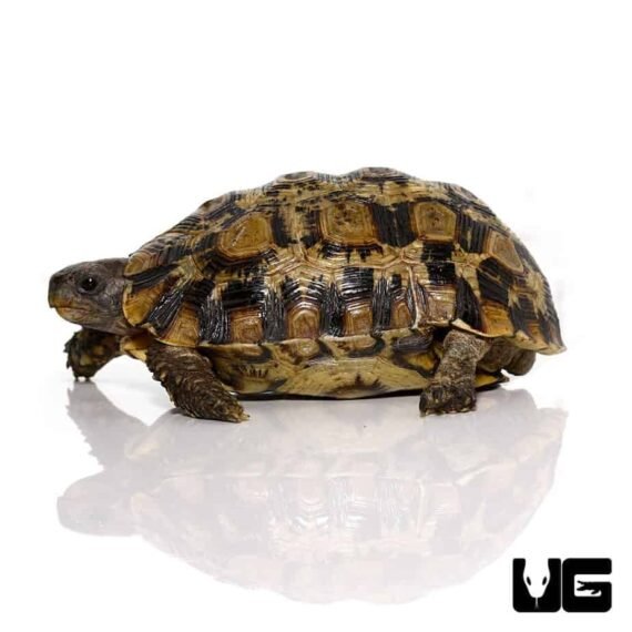 ug 1 northern zombensis hingeback tortoise 2 990x990 1