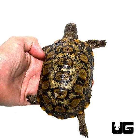 ug 1 northern zombensis hingeback tortoise 3 990x990 1