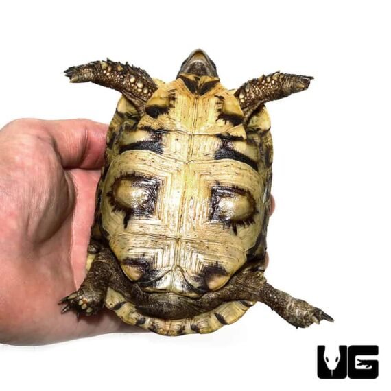 ug 1 northern zombensis hingeback tortoise 4 990x990 1