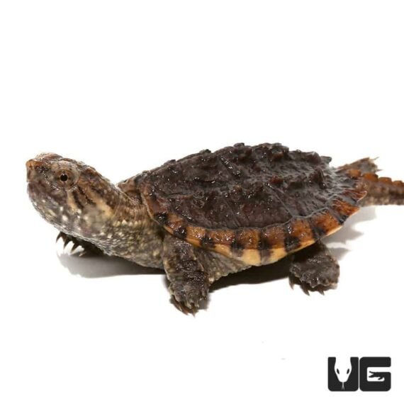 ug 817 baby hypo common snapping turtle 2 990x990 1