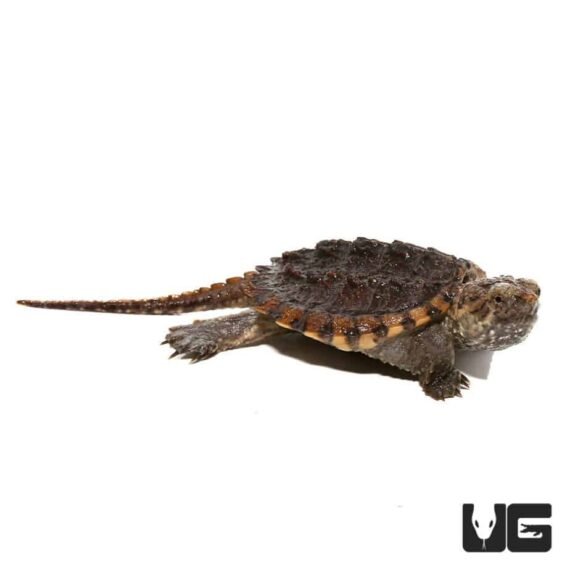 ug 817 baby hypo common snapping turtle 3 990x990 1