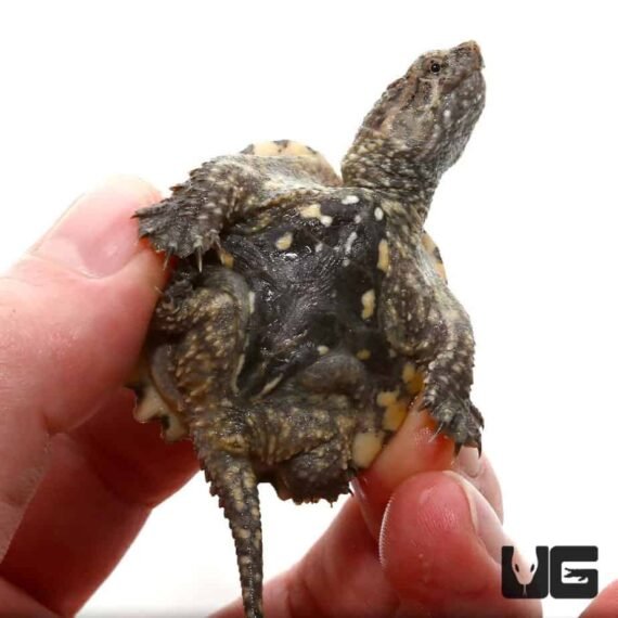 ug 817 baby hypo common snapping turtle 4 990x990 1