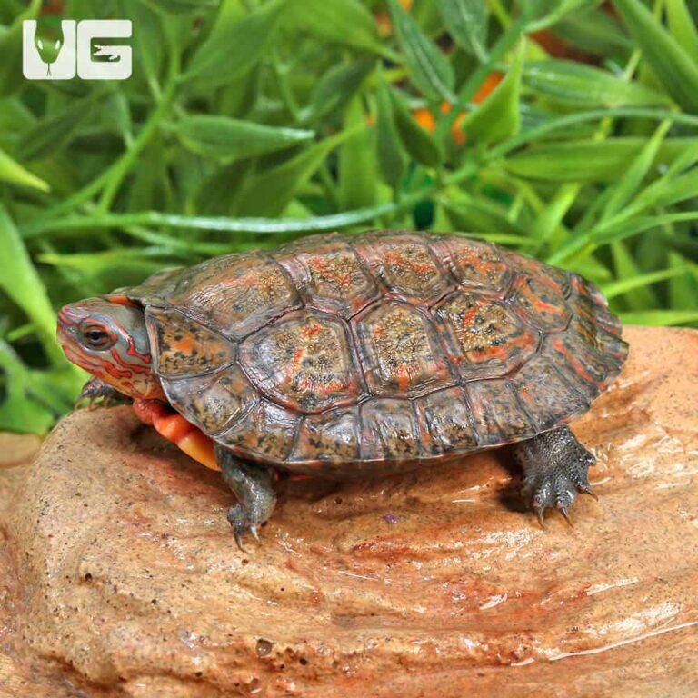 Baby Honduran Wood Turtle - Captive Bred Turtles for Sale