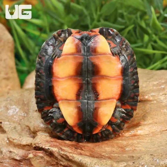 ug Baby Honduran Wood Turtle 3.jpg