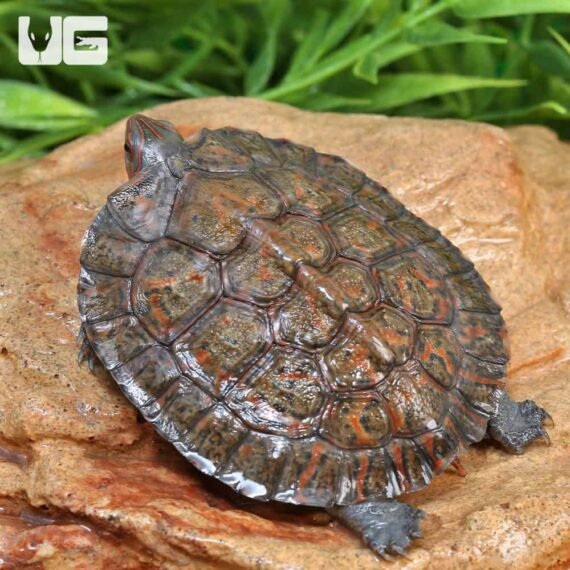 ug Baby Honduran Wood Turtle 4