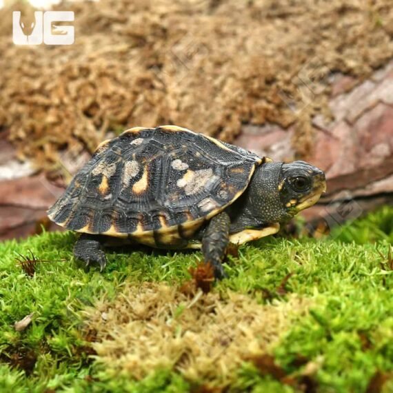 Baby Ornate Hybrid Box Turtle