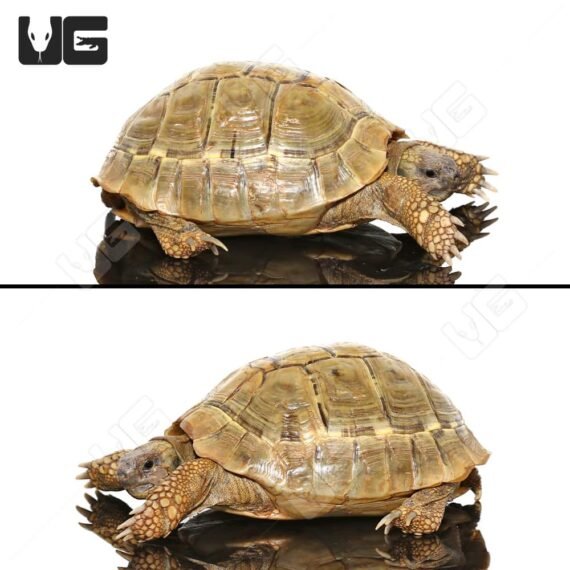 ug Female Patternless Hermanns Tortoise 2
