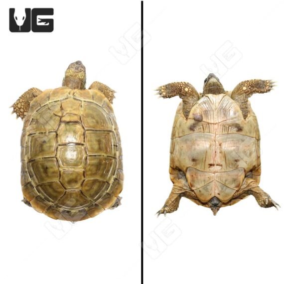 ug Female Patternless Hermanns Tortoise 4
